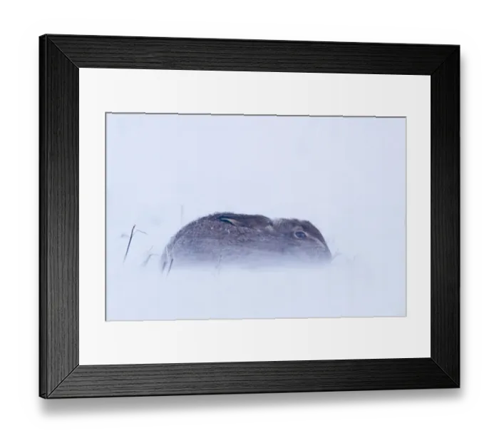 Framed Print : European Hare (Lepus europaeus) adult, sitting out blizzard in stubble field, Norfolk, England, january Framed Print : European Hare (Lepus europaeus) adult, sitting out blizzard in stubble field, Norfolk, England, january