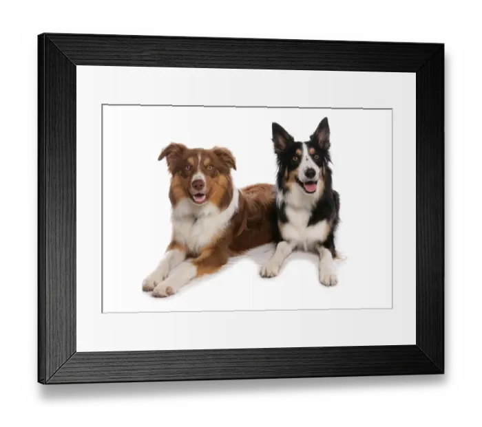 Framed Print : Domestic Dog, Border Collie, two tricolour adults, laying