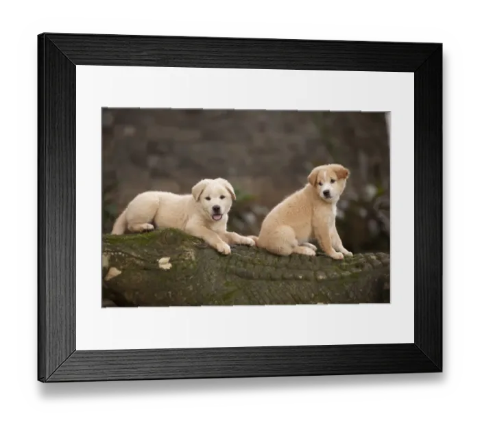 Framed Print : Domestic Dog, Kintamani, two puppies, Jakarta, Java, Indonesia