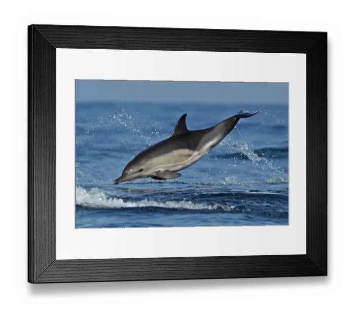 Framed Print : Short-beaked Common Dolphin (Delphinus delphis) adult, leaping from sea, Algarve, Portugal, october