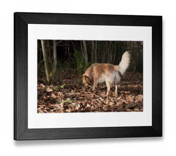 Framed Print : Domestic Dog, retriever cross mongrel, elderly adult, sniffing amongst fallen leaves in woodland, England, november Framed Print : Domestic Dog, retriever cross mongrel, elderly adult, sniffing amongst fallen leaves in woodland, England, november