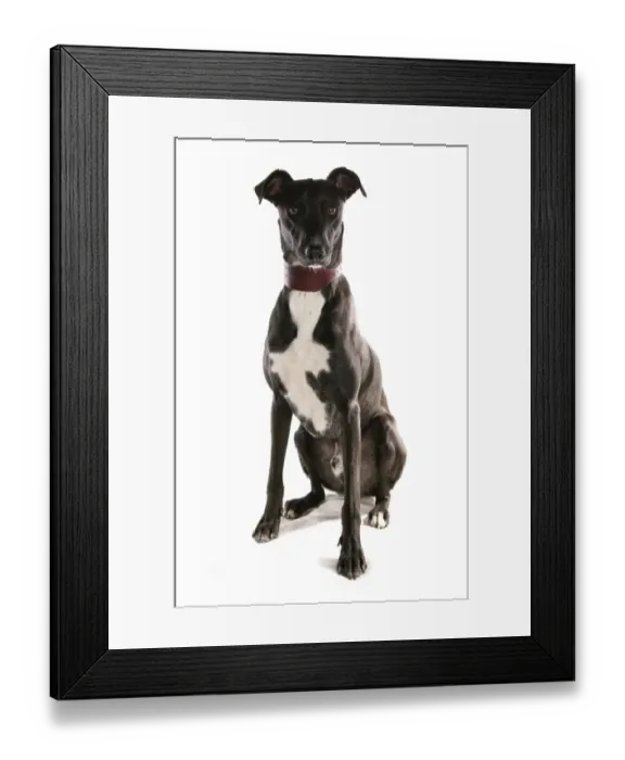 Framed Print : Domestic Dog, Lurcher, adult, sitting, with collar Framed Print : Domestic Dog, Lurcher, adult, sitting, with collar