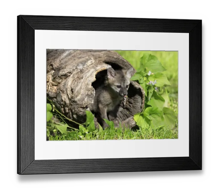 Framed Print : Grey Fox (Urocyon cinereoargenteus) nine-weeks old cub, in hollow log, Montana, U. S. A. june (captive)