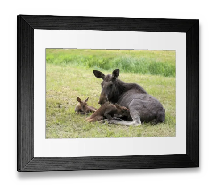 Framed Print : European Moose (Alces alces alces) adult female with two calves, suckling, may (captive) Framed Print : European Moose (Alces alces alces) adult female with two calves, suckling, may (captive)