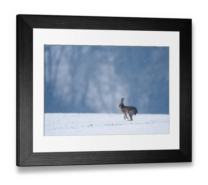 Framed Print : European Hare (Lepus europaeus) adult, running across snow covered winter wheat field during snowfall, Norfolk Framed Print : European Hare (Lepus europaeus) adult, running across snow covered winter wheat field during snowfall, Norfolk