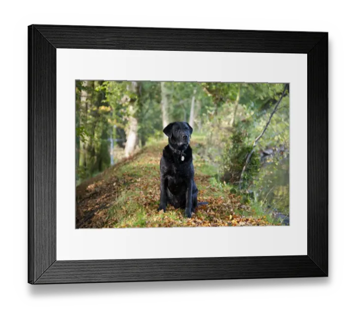 Framed Print : Domestic Dog, Black Labrador Retriever, Drakeshead type, adult male, sitting near mill pond, Chipping, Lancashire Framed Print : Domestic Dog, Black Labrador Retriever, Drakeshead type, adult male, sitting near mill pond, Chipping, Lancashire