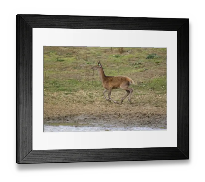 Framed Print : Red Deer (Cervus elaphus) calf, with ear tag, running, during rutting season, Minsmere RSPB Reserve, Suffolk, England Framed Print : Red Deer (Cervus elaphus) calf, with ear tag, running, during rutting season, Minsmere RSPB Reserve, Suffolk, England