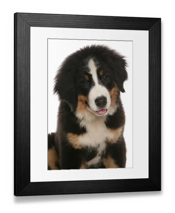 Framed Print : Domestic Dog, Bernese Mountain Dog, puppy, close-up of head Framed Print : Domestic Dog, Bernese Mountain Dog, puppy, close-up of head