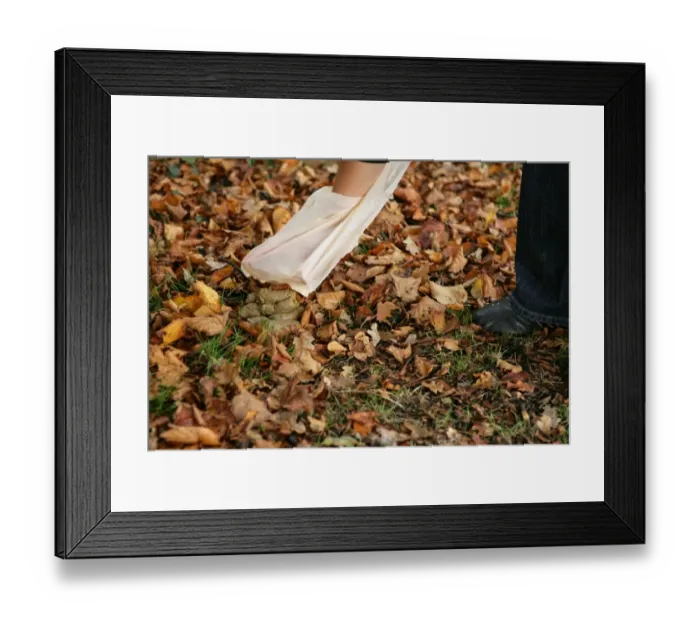 Framed Print : Domestic Dog, muck picked up by owner using plastic bag in urban park, Gosport, Hampshire, England, october Framed Print : Domestic Dog, muck picked up by owner using plastic bag in urban park, Gosport, Hampshire, England, october