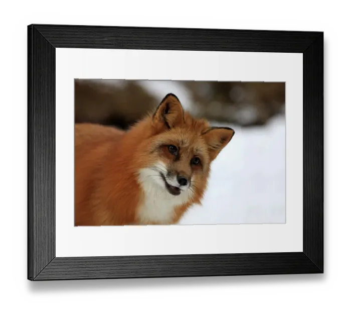 Framed Print : American Red Fox (Vulpes vulpes fulva) adult, close-up of head, in snow, Montana, U. S. A. winter (captive) Framed Print : American Red Fox (Vulpes vulpes fulva) adult, close-up of head, in snow, Montana, U. S. A. winter (captive)