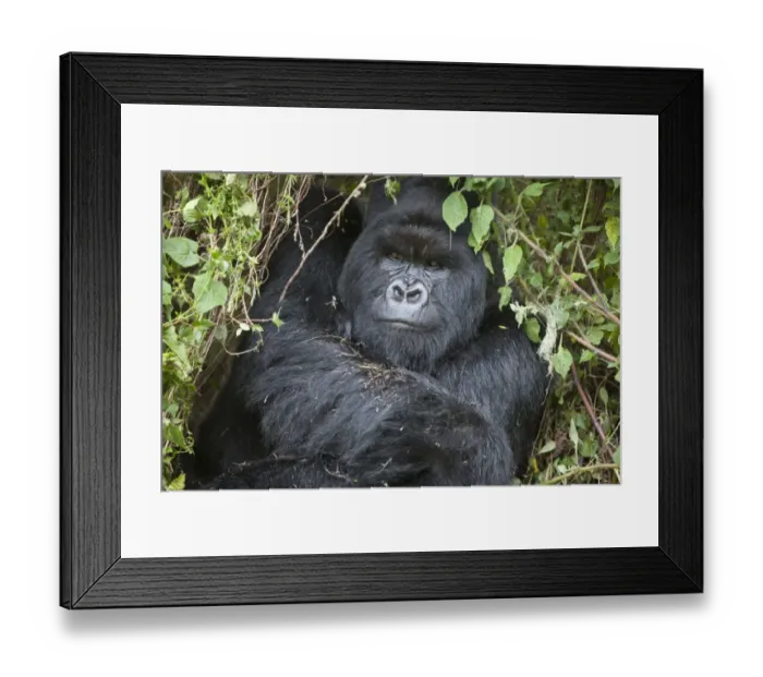 Framed Print : Mountain Gorilla (Gorilla beringei beringei) silverback adult male, close-up of head and shoulders Framed Print : Mountain Gorilla (Gorilla beringei beringei) silverback adult male, close-up of head and shoulders