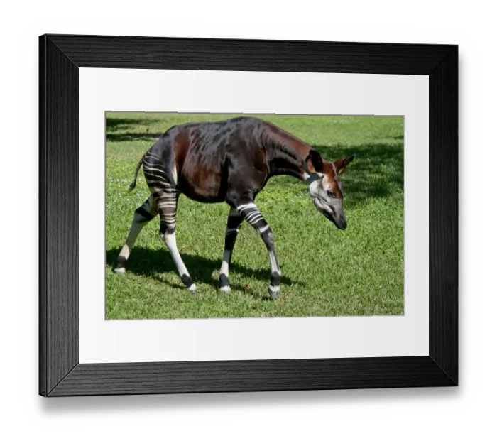 Framed Print : Okapi (Okapia johnstoni) adult, walking (captive)