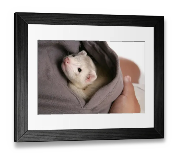 Framed Print : Domestic Polecat Ferret (Mustela putorius x putorius furo) young, in pocket of owner Framed Print : Domestic Polecat Ferret (Mustela putorius x putorius furo) young, in pocket of owner