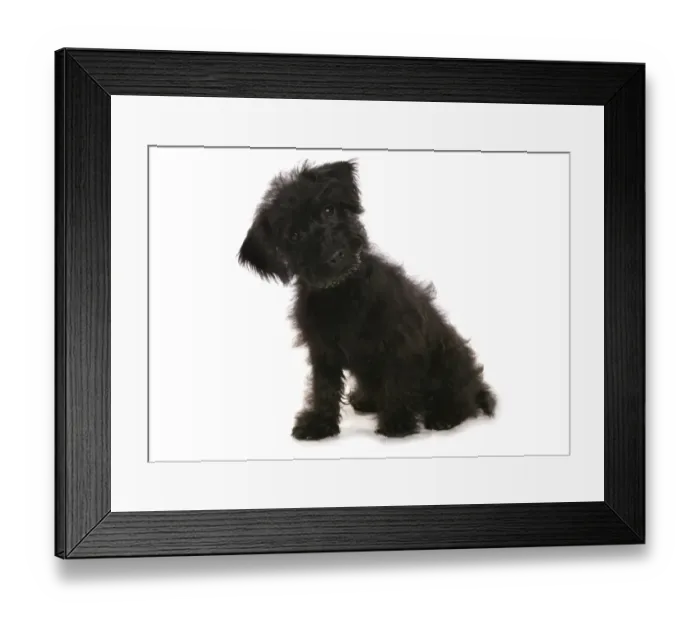 Framed Print : Domestic Dog, Cairnoodle (Cairn Terrier x Poodle), puppy, sitting Framed Print : Domestic Dog, Cairnoodle (Cairn Terrier x Poodle), puppy, sitting