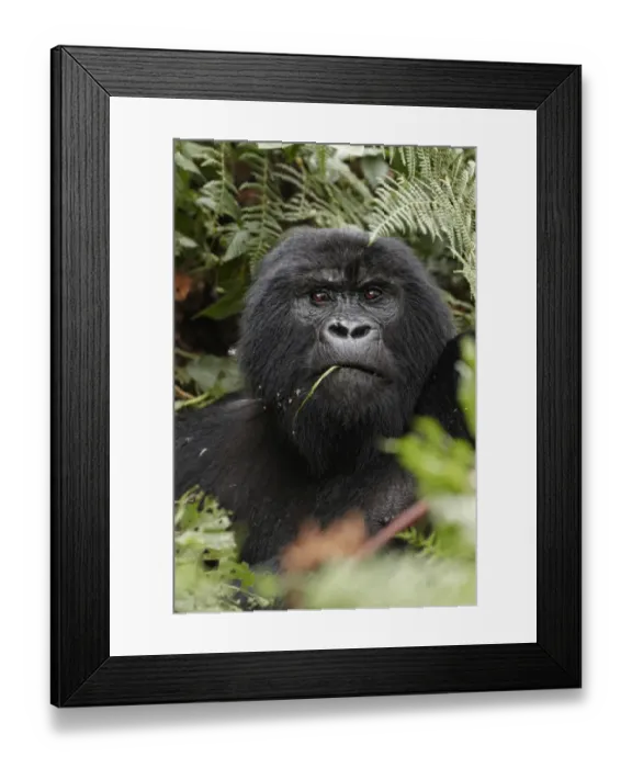 Framed Print : Mountain Gorilla (Gorilla beringei beringei) blackback immature male, close-up of head, feeding amongst vegetation