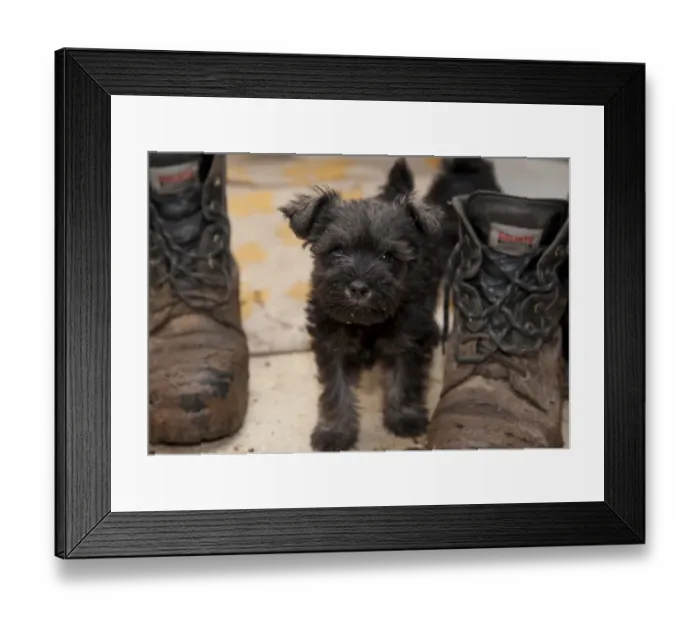 Framed Print : Domestic Dog, Schnauzer puppy, standing beside muddy boots in farmhouse kitchen, Perth, Perthshire, Scotland, november Framed Print : Domestic Dog, Schnauzer puppy, standing beside muddy boots in farmhouse kitchen, Perth, Perthshire, Scotland, november