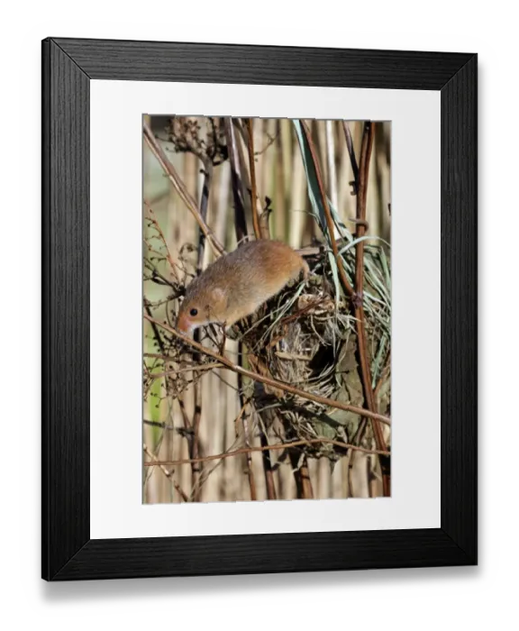 Framed Print : Harvest Mouse (Micromys minutus) adult, climbing on nest in reedbed, England, january (captive) Framed Print : Harvest Mouse (Micromys minutus) adult, climbing on nest in reedbed, England, january (captive)