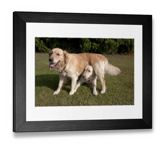 Framed Print : Domestic Dog, Golden Retriever, two adult females, dominance interaction, one standing over other on garden lawn Framed Print : Domestic Dog, Golden Retriever, two adult females, dominance interaction, one standing over other on garden lawn