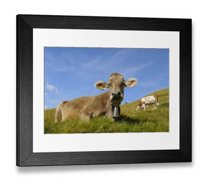 Framed Print : Domestic Cattle, cows, wearing bells, resting in alpine pasture, Italian Alps, Italy, september