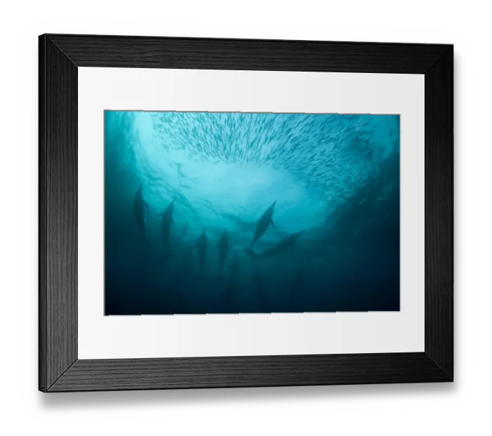 Framed Print : Long-beaked Common Dolphin (Delphinus capensis) adults, group feeding on baitball school of small bait fish