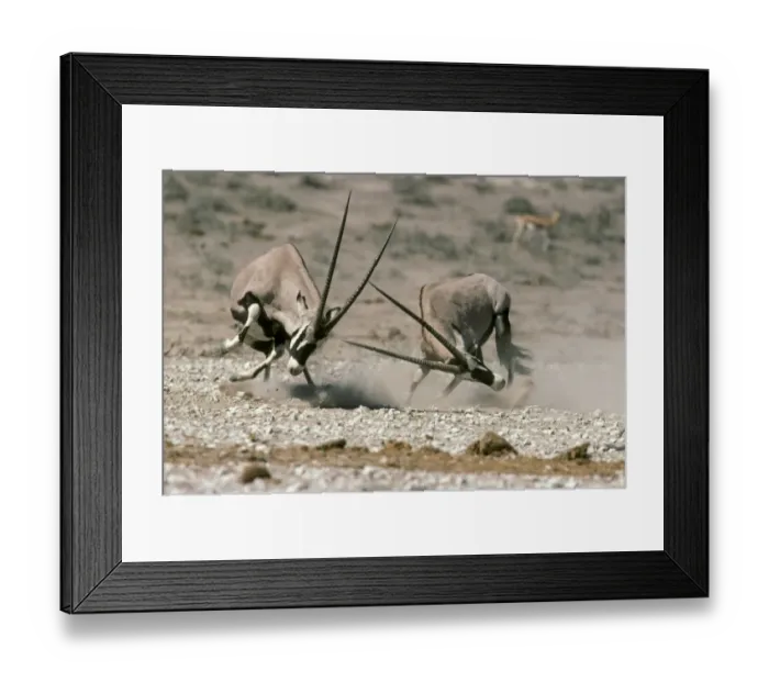 Framed Print : Gemsbok (Dryx gazella) two adult males, fighting, Etosha N. P. Namibia Framed Print : Gemsbok (Dryx gazella) two adult males, fighting, Etosha N. P. Namibia