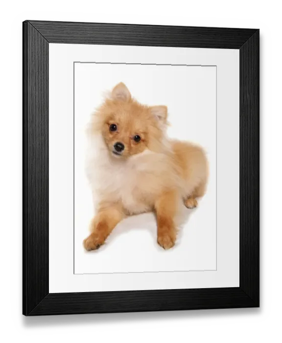 Framed Print : Domestic Dog, Pomeranian, puppy, laying Framed Print : Domestic Dog, Pomeranian, puppy, laying