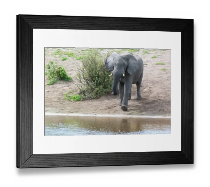 Framed Print : African Elephant (Loxodonta africana) adult, walking towards water, Okavango Delta, Botswana Framed Print : African Elephant (Loxodonta africana) adult, walking towards water, Okavango Delta, Botswana