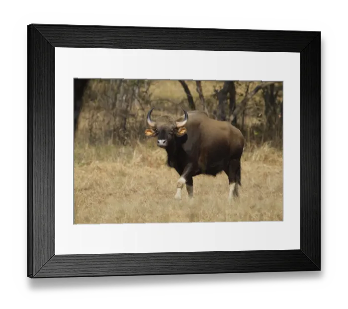 Framed Print : Gaur (Bos gaurus) adult, walking in dry grass, India Framed Print : Gaur (Bos gaurus) adult, walking in dry grass, India