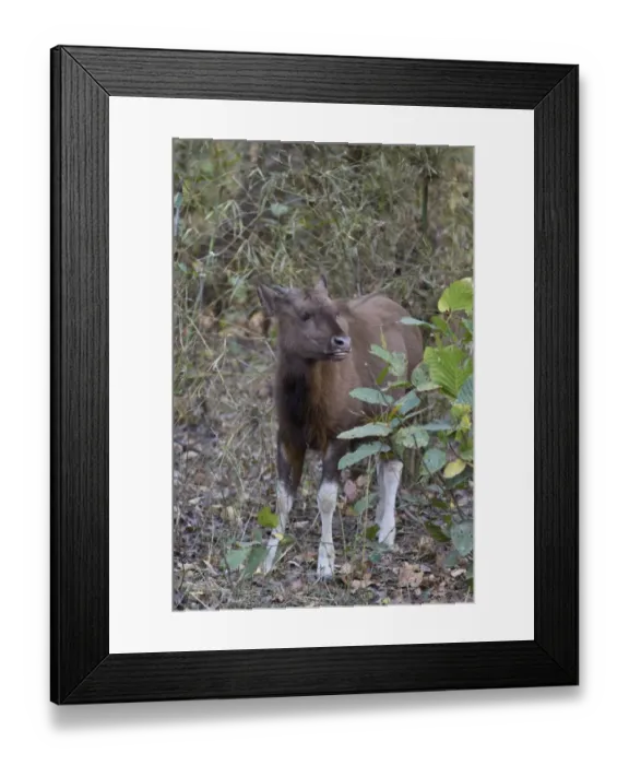 Framed Print : Gaur (Bos gaurus) calf, standing in vegetation, Kanha N. P. Madhya Pradesh, India Framed Print : Gaur (Bos gaurus) calf, standing in vegetation, Kanha N. P. Madhya Pradesh, India
