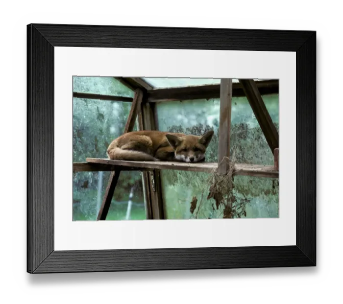 Framed Print : European Red Fox (Vulpes vulpes) cub, resting on shelf in greenhouse, England Framed Print : European Red Fox (Vulpes vulpes) cub, resting on shelf in greenhouse, England
