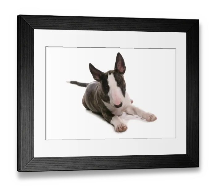 Framed Print : Domestic Dog, Bull Terrier, puppy, laying Framed Print : Domestic Dog, Bull Terrier, puppy, laying