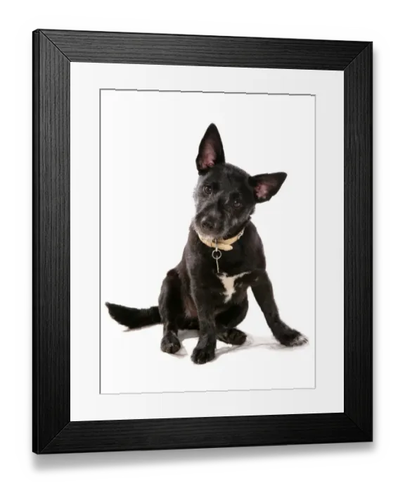 Framed Print : Domestic Dog, mongrel, adult, sitting, with collar Framed Print : Domestic Dog, mongrel, adult, sitting, with collar