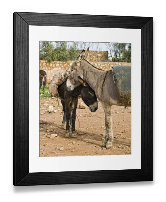 Framed Print : Donkey, two adults, standing together at rural market, near Essaouira, Morocco, february Framed Print : Donkey, two adults, standing together at rural market, near Essaouira, Morocco, february