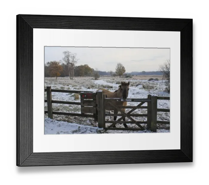 Framed Print : Konik Horse, mare, standing in snow at gate of reserve entrance, used as habitat management in river valley fen Framed Print : Konik Horse, mare, standing in snow at gate of reserve entrance, used as habitat management in river valley fen