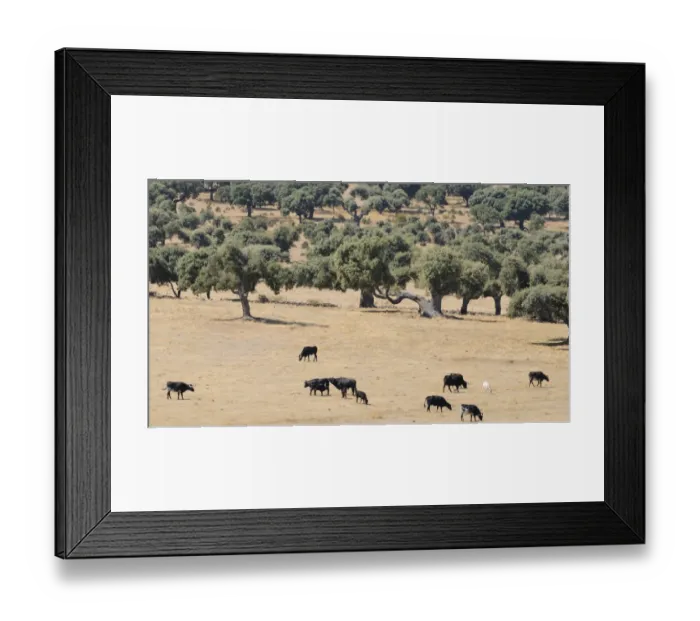 Framed Print : Domestic Cattle, Spanish Fighting Bull, bull, cows and calves, traditional low density herd, grazing in dehesa habitat Framed Print : Domestic Cattle, Spanish Fighting Bull, bull, cows and calves, traditional low density herd, grazing in dehesa habitat