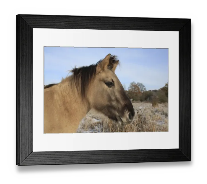 Framed Print : Konik Horse, mare, close-up of head, in snow at edge of fen meadow, used as habitat management in river valley fen