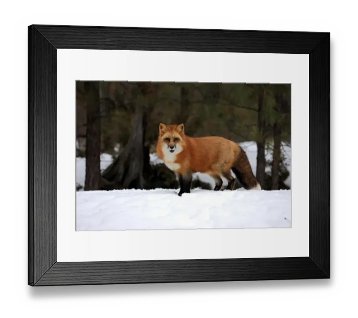 Framed Print : American Red Fox (Vulpes vulpes fulva) adult, standing in snow, Montana, U. S. A. winter (captive) Framed Print : American Red Fox (Vulpes vulpes fulva) adult, standing in snow, Montana, U. S. A. winter (captive)