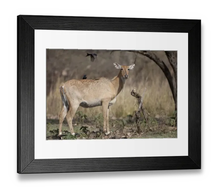 Framed Print : Nilgai (Boselaphus tragocamelus) adult female, with Black Drongos (Dicrurus macrocercus) on back and in flight Framed Print : Nilgai (Boselaphus tragocamelus) adult female, with Black Drongos (Dicrurus macrocercus) on back and in flight