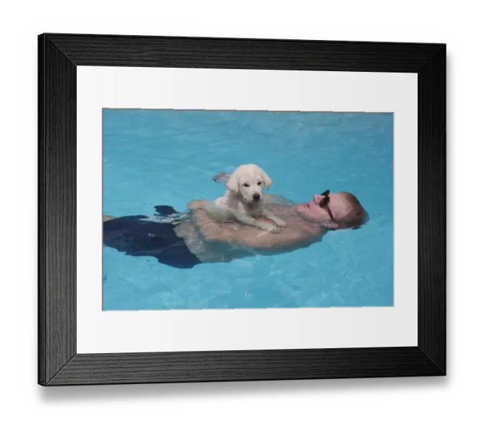 Framed Print : Domestic Dog, Kintamani, puppy, resting on man swimming in pool, Jakarta, Java, Indonesia Framed Print : Domestic Dog, Kintamani, puppy, resting on man swimming in pool, Jakarta, Java, Indonesia