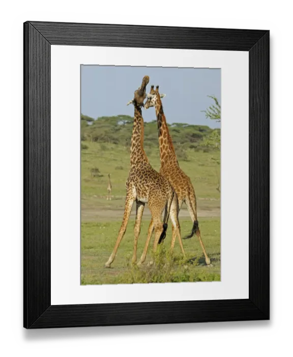 Framed Print : Masai Giraffe (Giraffa camelopardalis tippelskirchi) two adult males, fighting, necking or neck-sparring Framed Print : Masai Giraffe (Giraffa camelopardalis tippelskirchi) two adult males, fighting, necking or neck-sparring