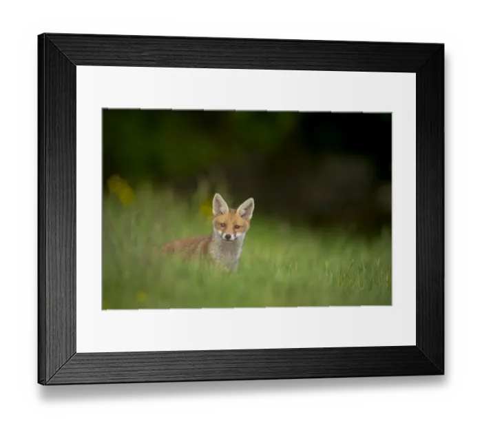 Framed Print : European Red Fox (Vulpes vulpes) cub, alert, standing in meadow, Derbyshire, England, may Framed Print : European Red Fox (Vulpes vulpes) cub, alert, standing in meadow, Derbyshire, England, may