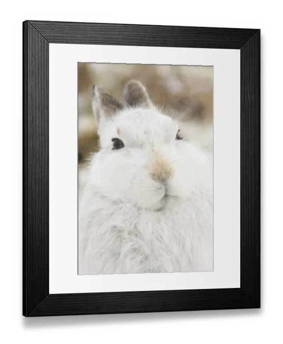 Framed Print : Mountain Hare (Lepus timidus) adult, white winter coat, close-up of head, in snow, Strathspey, Cairngorm N. P Framed Print : Mountain Hare (Lepus timidus) adult, white winter coat, close-up of head, in snow, Strathspey, Cairngorm N. P