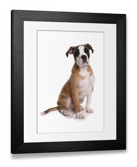 Framed Print : Domestic Dog, Staffordshire Bull Terrier x Boxer, puppy, sitting Framed Print : Domestic Dog, Staffordshire Bull Terrier x Boxer, puppy, sitting