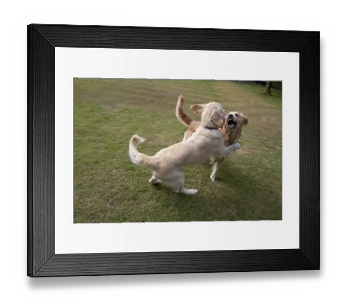 Framed Print : Domestic Dog, Golden Retriever, two adult females, playfighting on garden lawn, England, august Framed Print : Domestic Dog, Golden Retriever, two adult females, playfighting on garden lawn, England, august