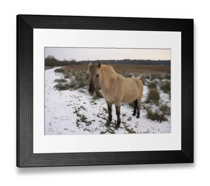 Framed Print : Konik Horse, gelding, standing on snow in river valley fen habitat, Redgrave and Lopham Fen N. N. R Framed Print : Konik Horse, gelding, standing on snow in river valley fen habitat, Redgrave and Lopham Fen N. N. R