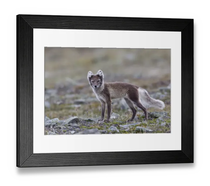 Framed Print : Arctic Fox (Alopex lagopus) adult, summer coat, standing, Spitzbergen, Svalbard, july Framed Print : Arctic Fox (Alopex lagopus) adult, summer coat, standing, Spitzbergen, Svalbard, july