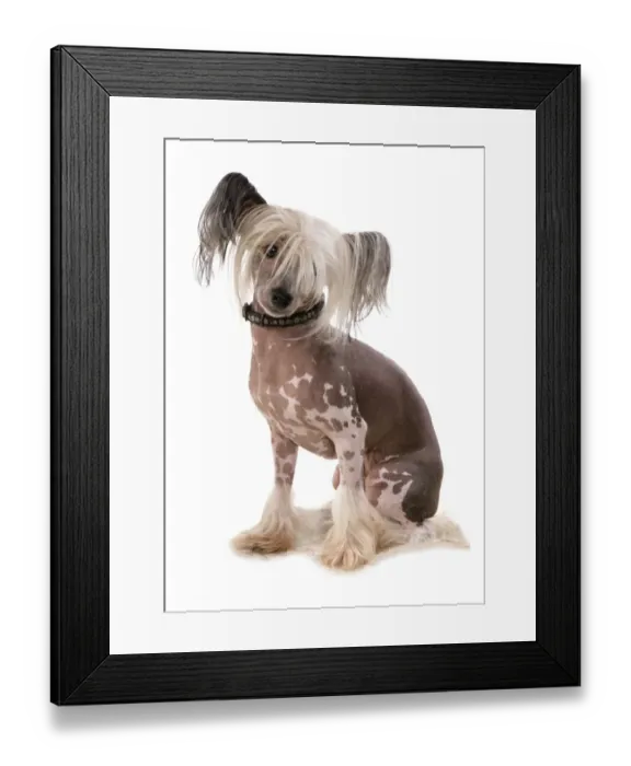 Framed Print : Domestic Dog, Chinese Crested, adult, sitting, with collar Framed Print : Domestic Dog, Chinese Crested, adult, sitting, with collar