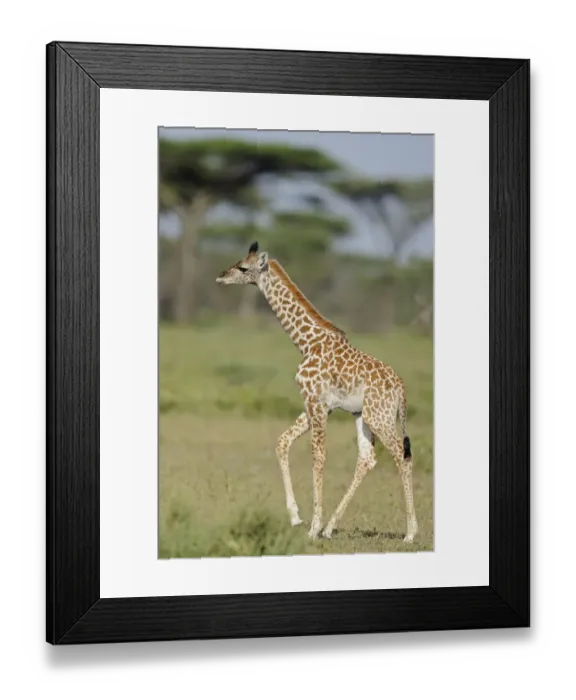 Framed Print : Masai Giraffe (Giraffa camelopardalis tippelskirchi) young, walking in savanna, Serengeti N. P. Tanzania Framed Print : Masai Giraffe (Giraffa camelopardalis tippelskirchi) young, walking in savanna, Serengeti N. P. Tanzania