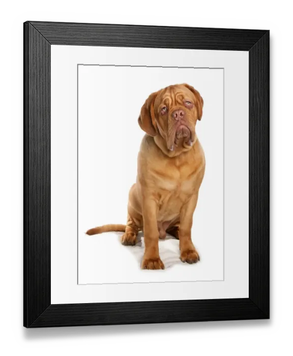 Framed Print : Domestic Dog, French Mastiff (Dogue de Bordeaux), adult male, sitting Framed Print : Domestic Dog, French Mastiff (Dogue de Bordeaux), adult male, sitting