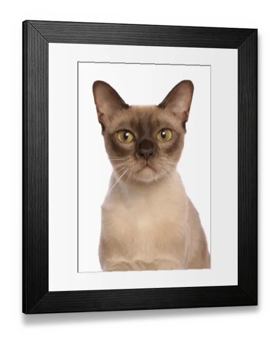 Framed Print : Domestic Cat, Burmese, adult female, close-up of head Framed Print : Domestic Cat, Burmese, adult female, close-up of head